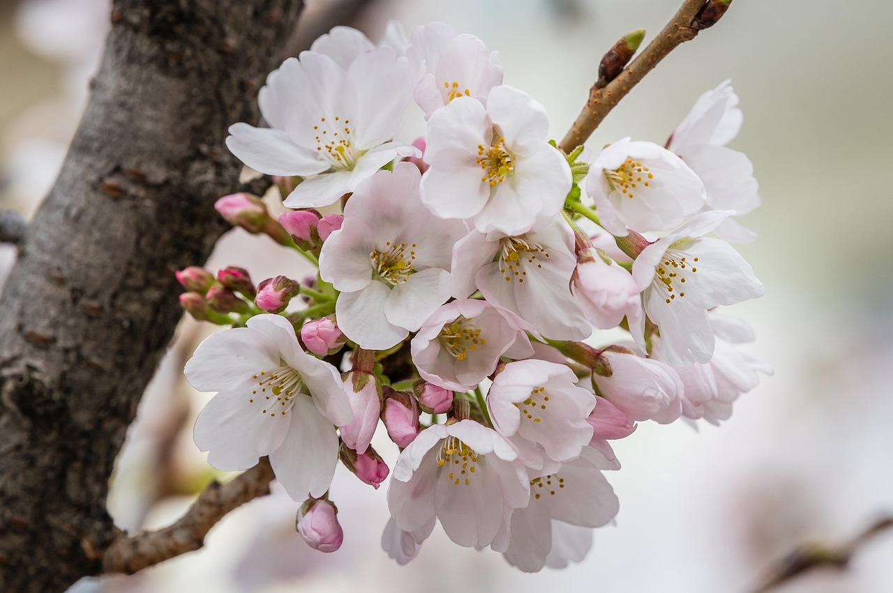 aaa